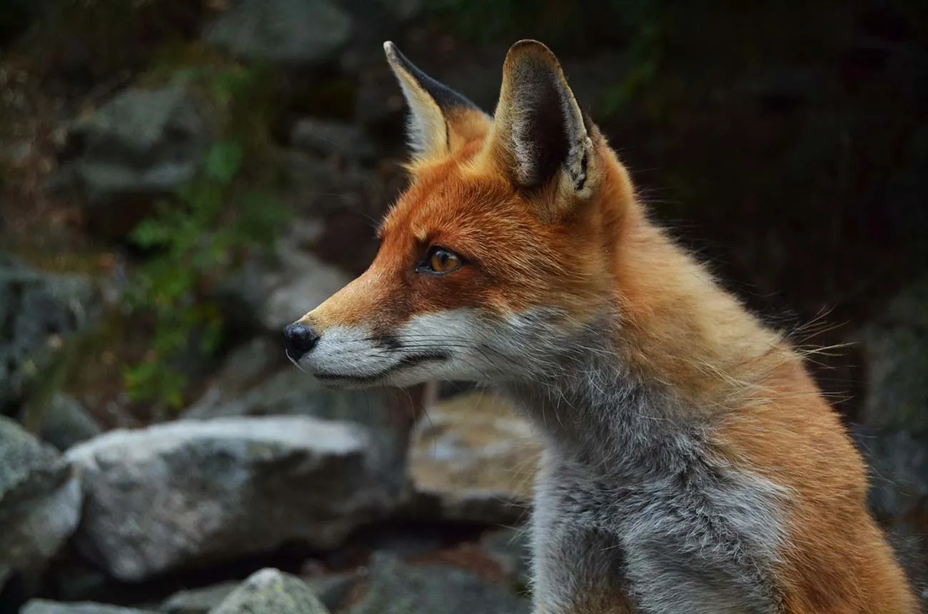 Fox resting in a woodland setting